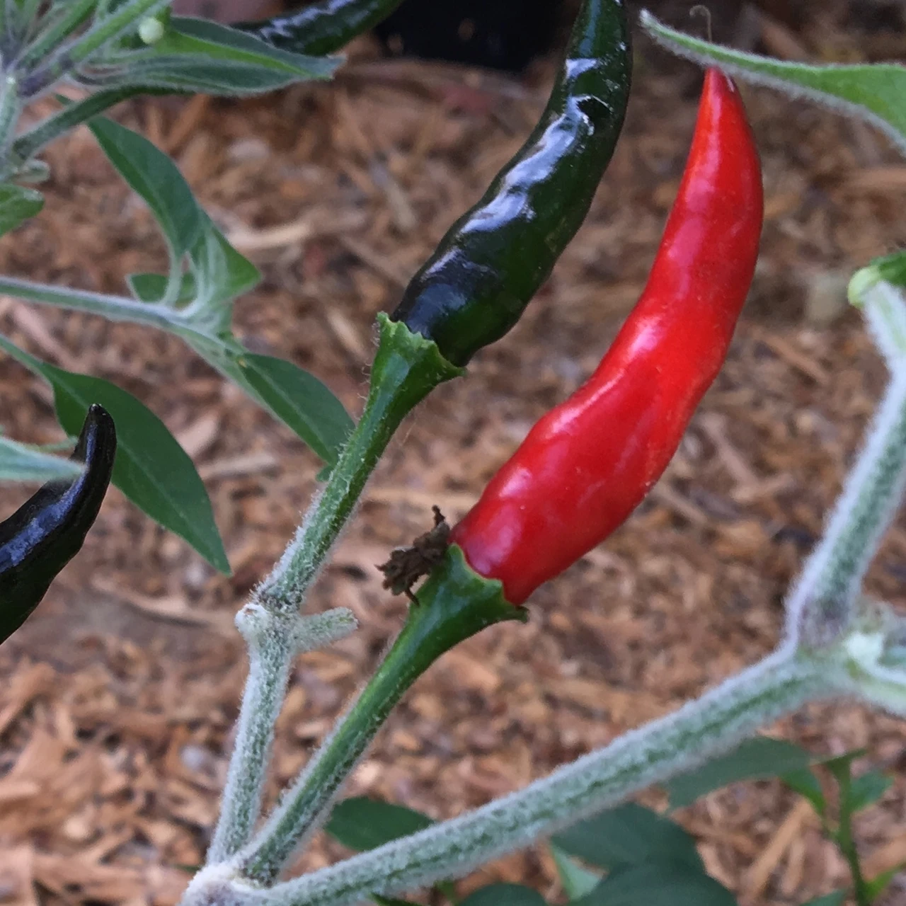 Black Cobra Pepper Seeds