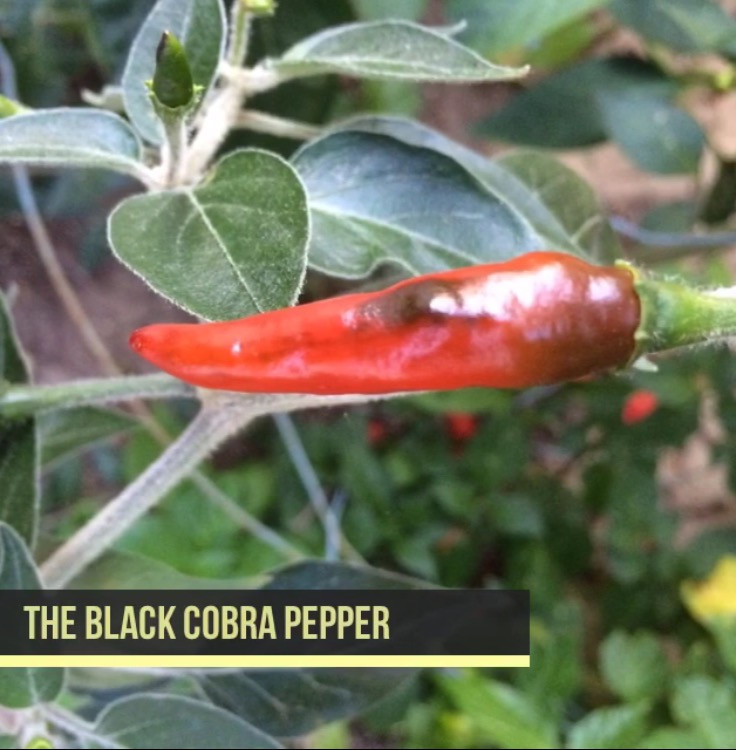 Black Cobra Pepper Seeds Tyler Farms