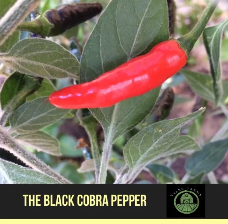 Black Cobra Pepper Seeds Tyler Farms