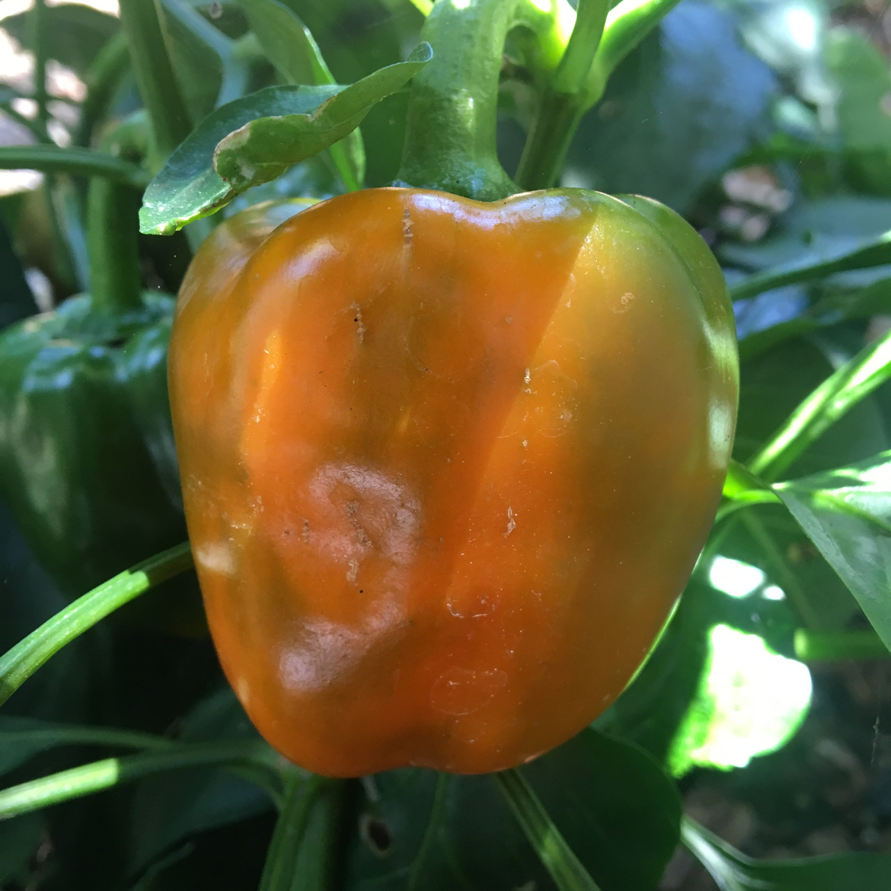 Fresh Orange Bell Peppers