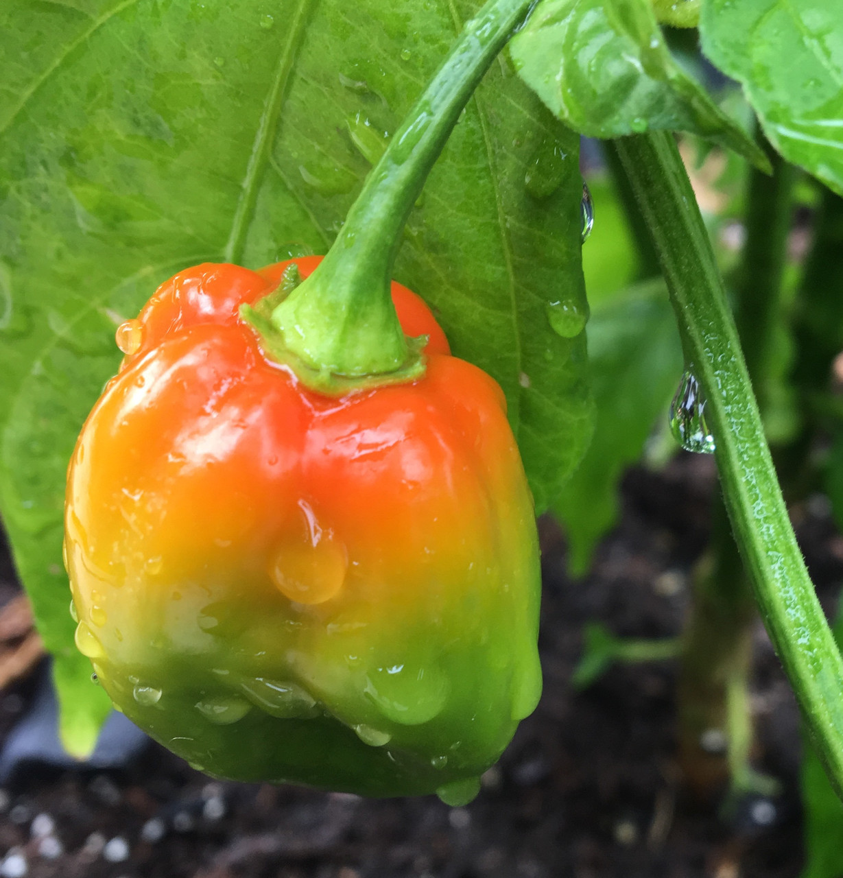 Red Savina Habanero Pepper Seeds | Tyler Farms