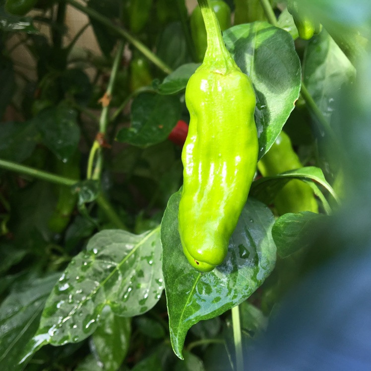 Tyler Farms Shishito Pepper Seeds - Thumbnail 4