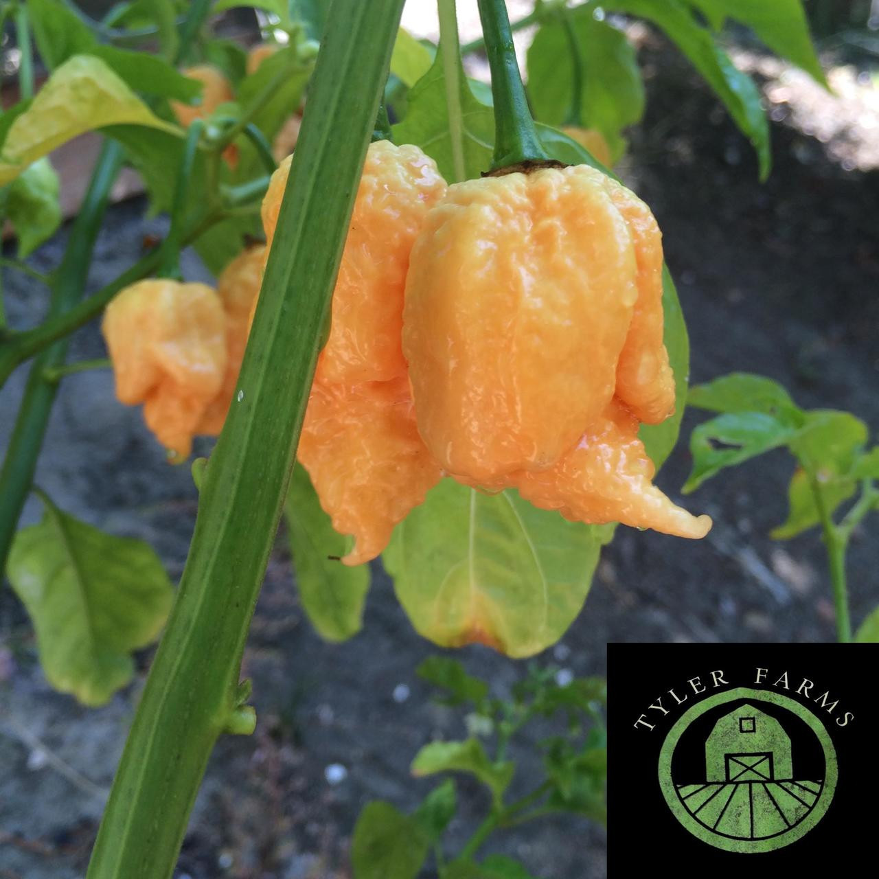 California Reaper Pepper Seeds Tyler Farms