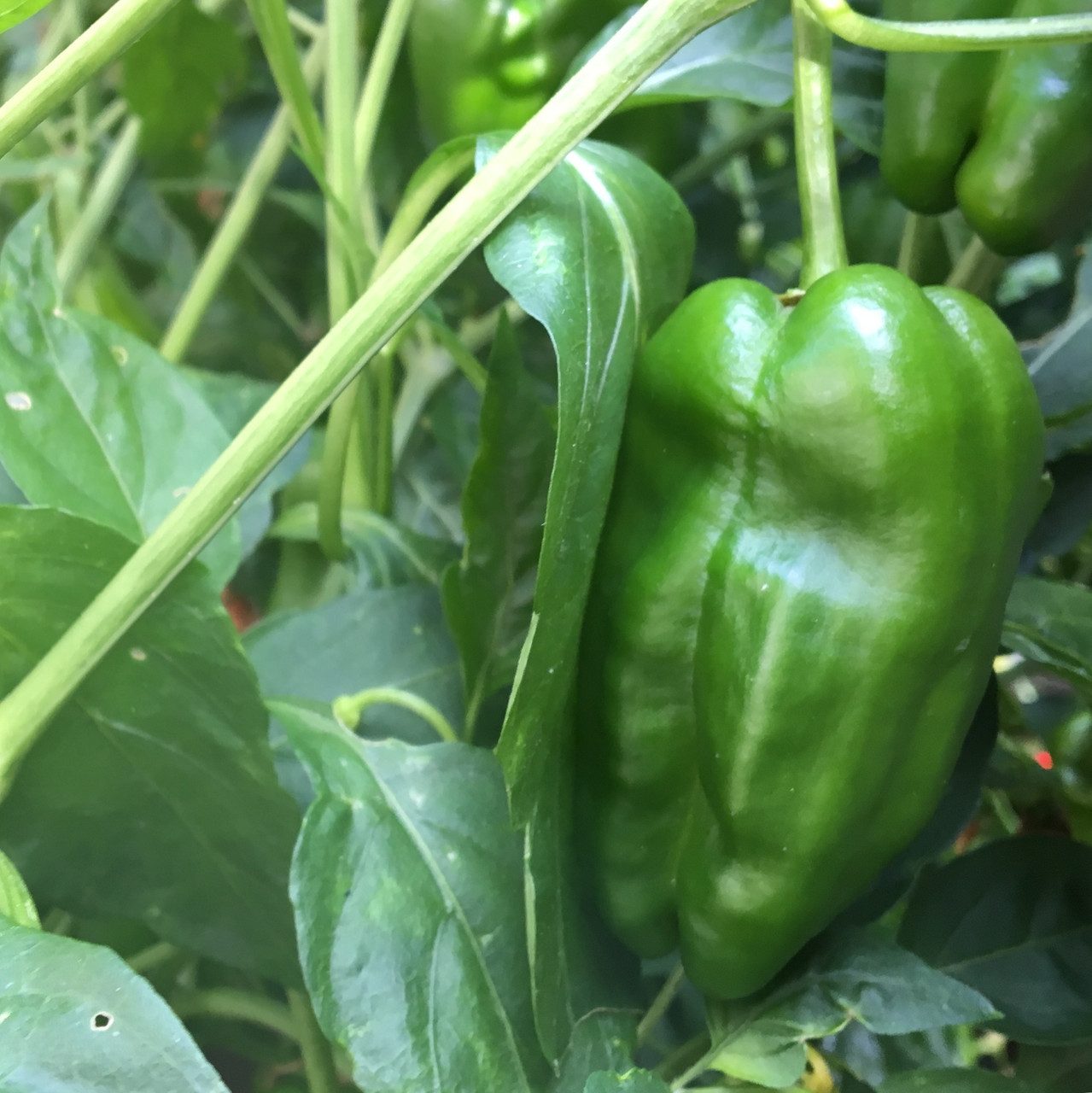 Padron Pepper Seeds Tyler Farms