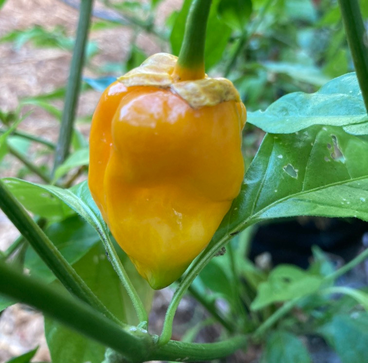 Yellow 7 Pot Bubblegum Pepper Seeds | Tyler Farms