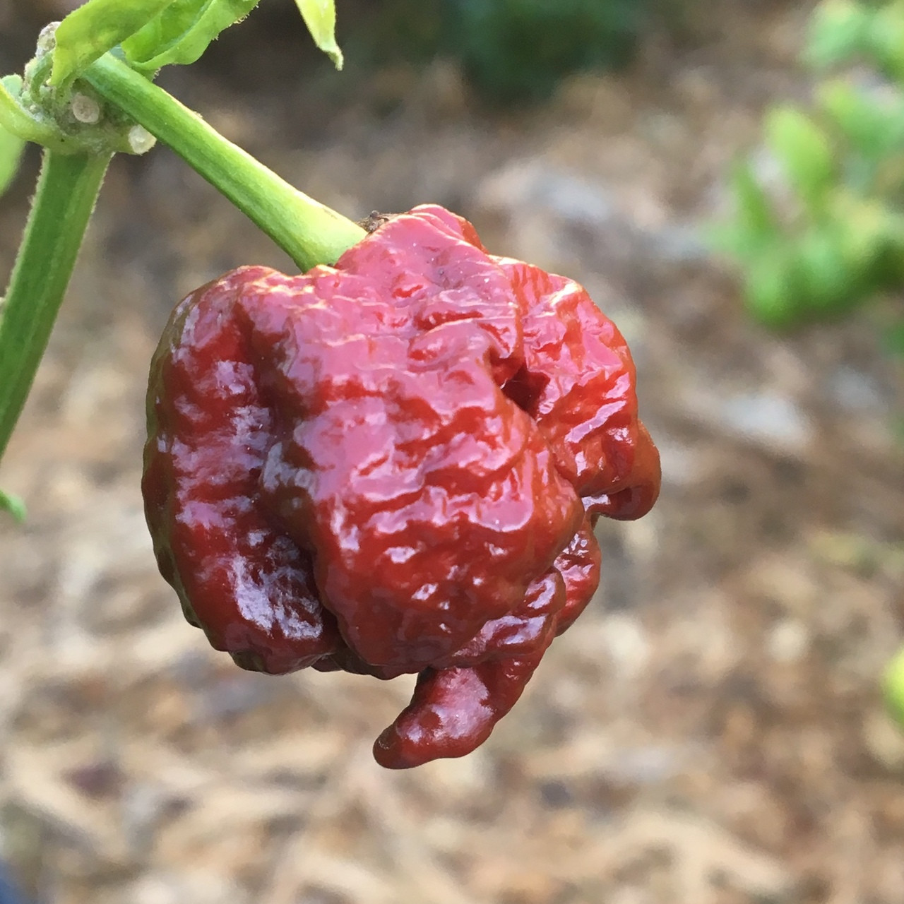 chocolate reaper pepper