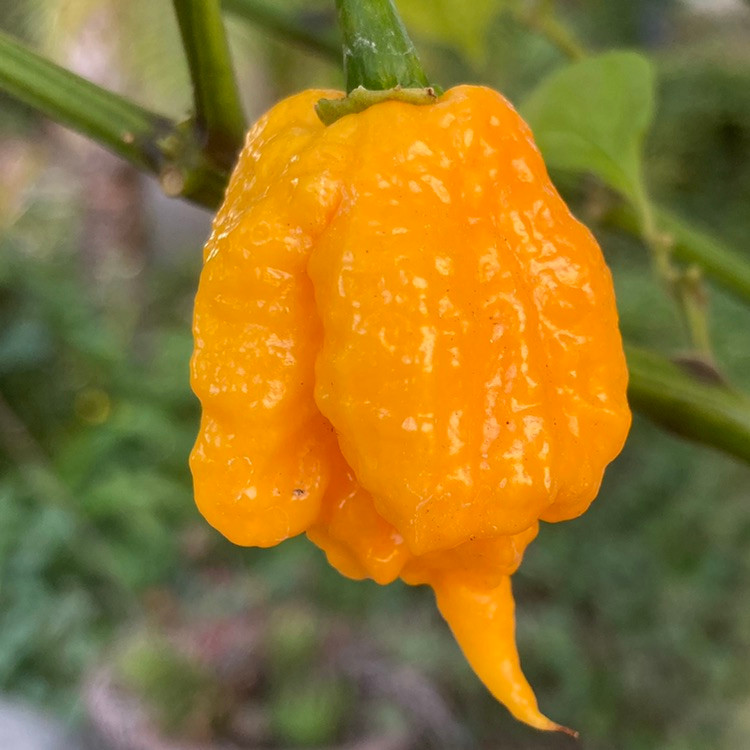 Yellow Carolina Reaper Pepper Seeds Tyler Farms