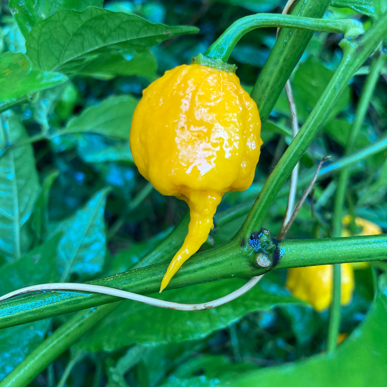 Mustard Carolina Reaper - Seeds