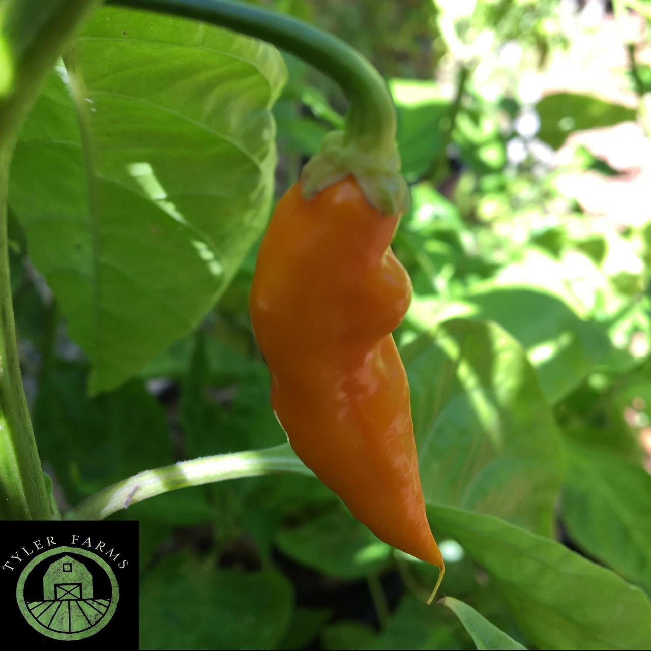 Datil Pepper Seeds | Tyler Farms