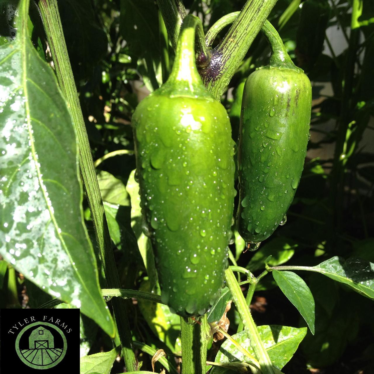 Early Jalapeno Pepper Seeds Tyler Farms