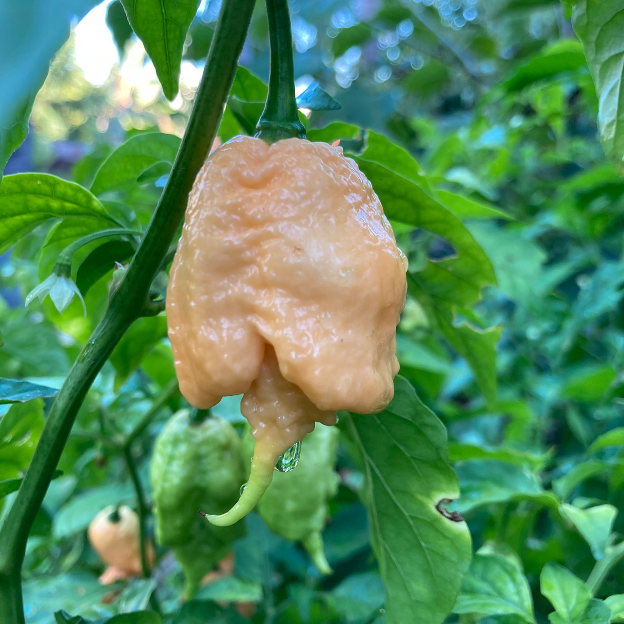 California Reaper Pepper Plant Tyler Farms