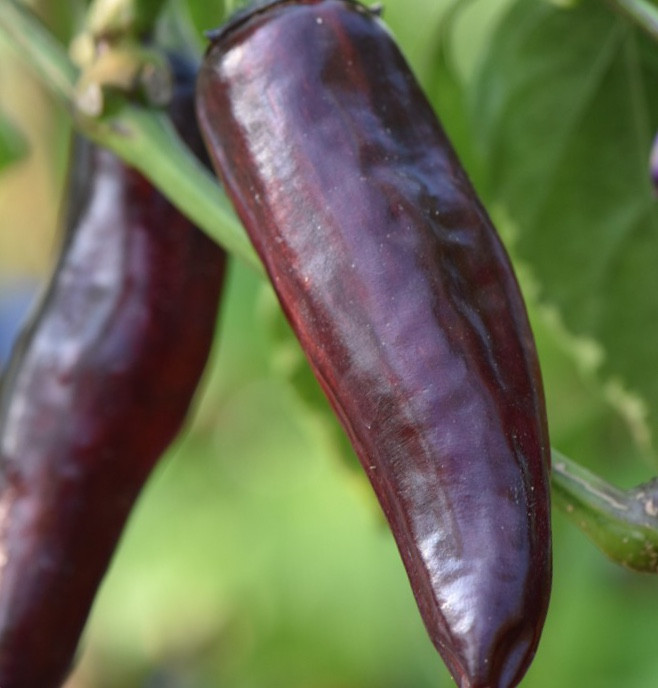 Pasilla Bajio Pepper Live Plant | Tyler Farms