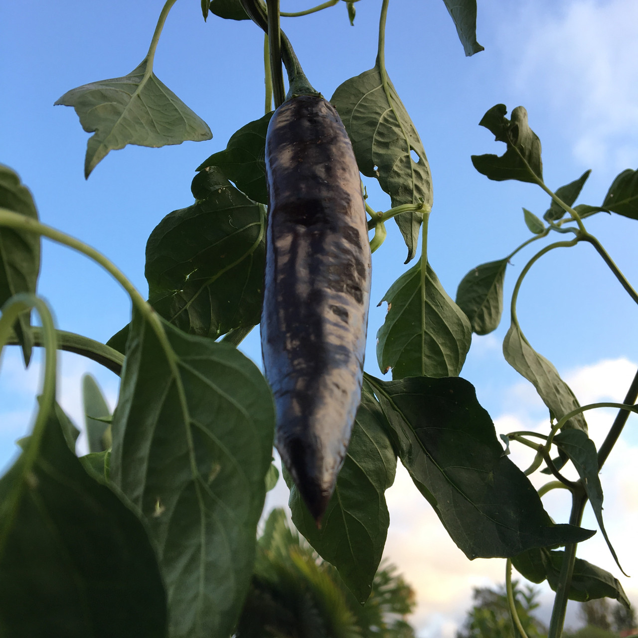 Pasilla Bajio Pepper Live Plant | Tyler Farms