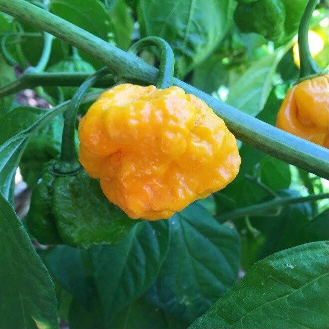 Yellow Scotch Brain Pepper Live Plant | Tyler Farms
