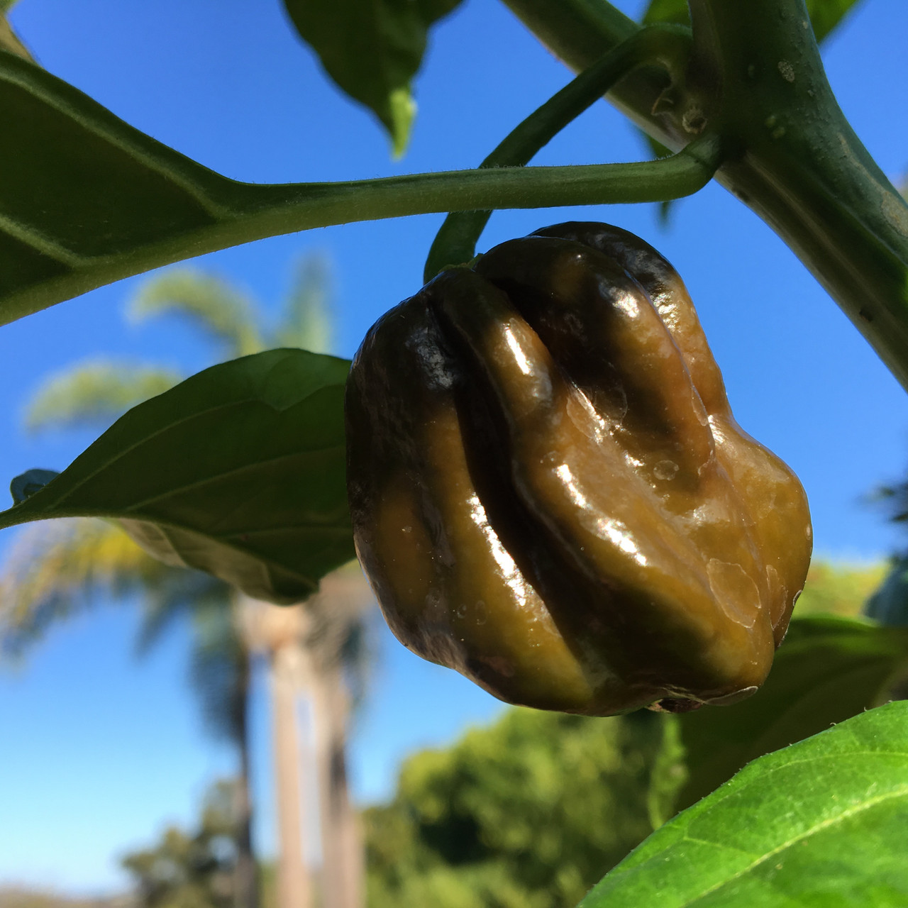 Chocolate Habanero Pepper Seeds Tyler Farms