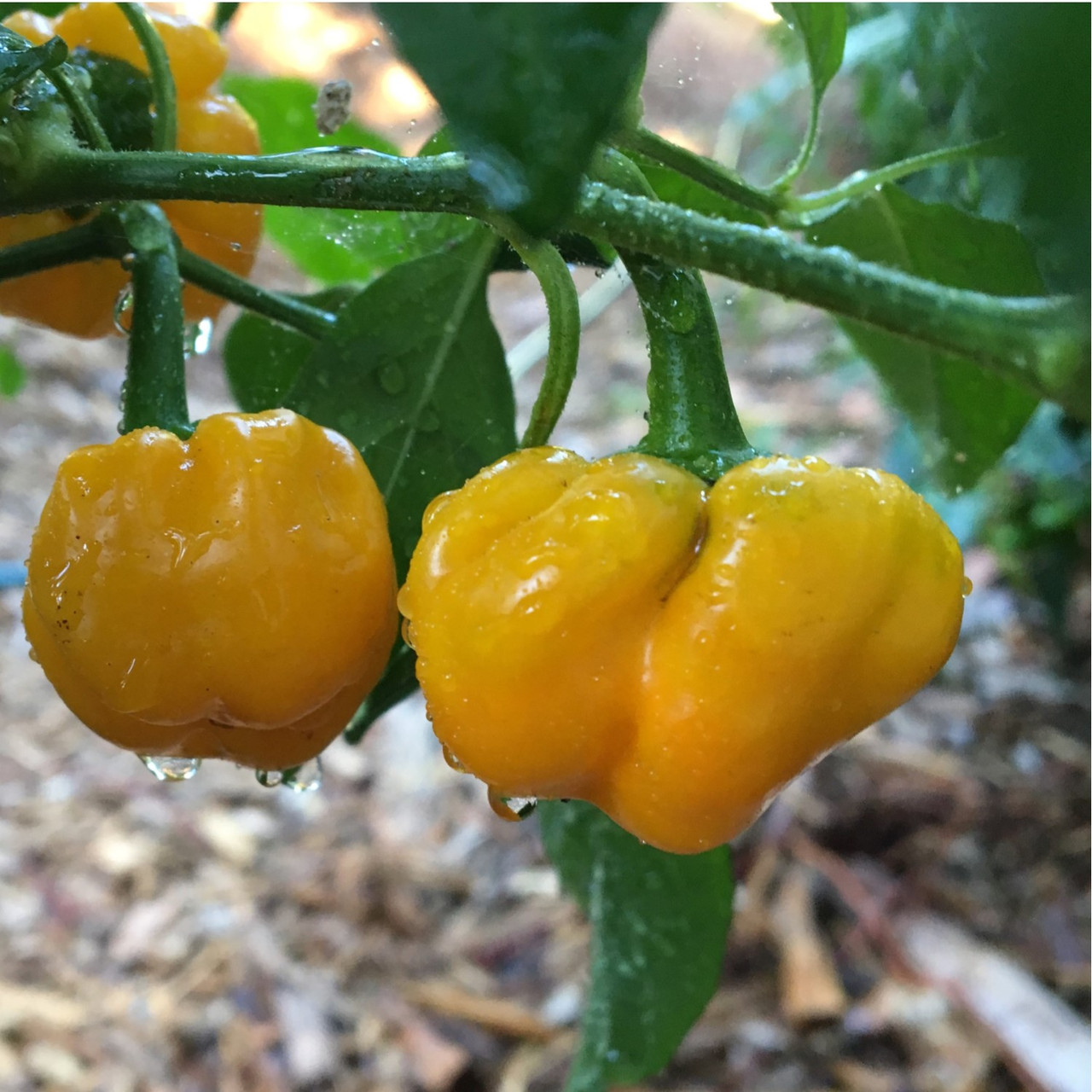 Yellow Scotch Pepper Seeds Tyler Farms
