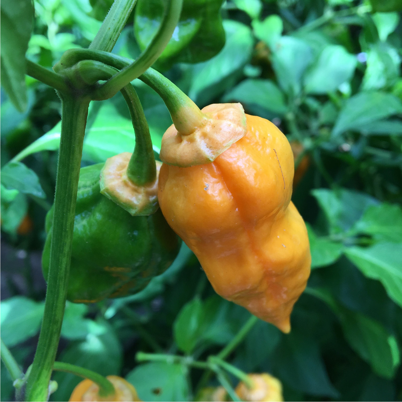 Orange Bubblegum Bhut Jolokia Pepper Seeds Tyler Farms