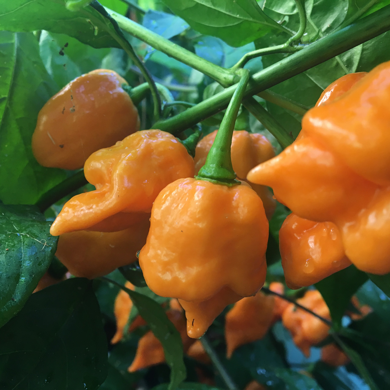 scorpion pepper