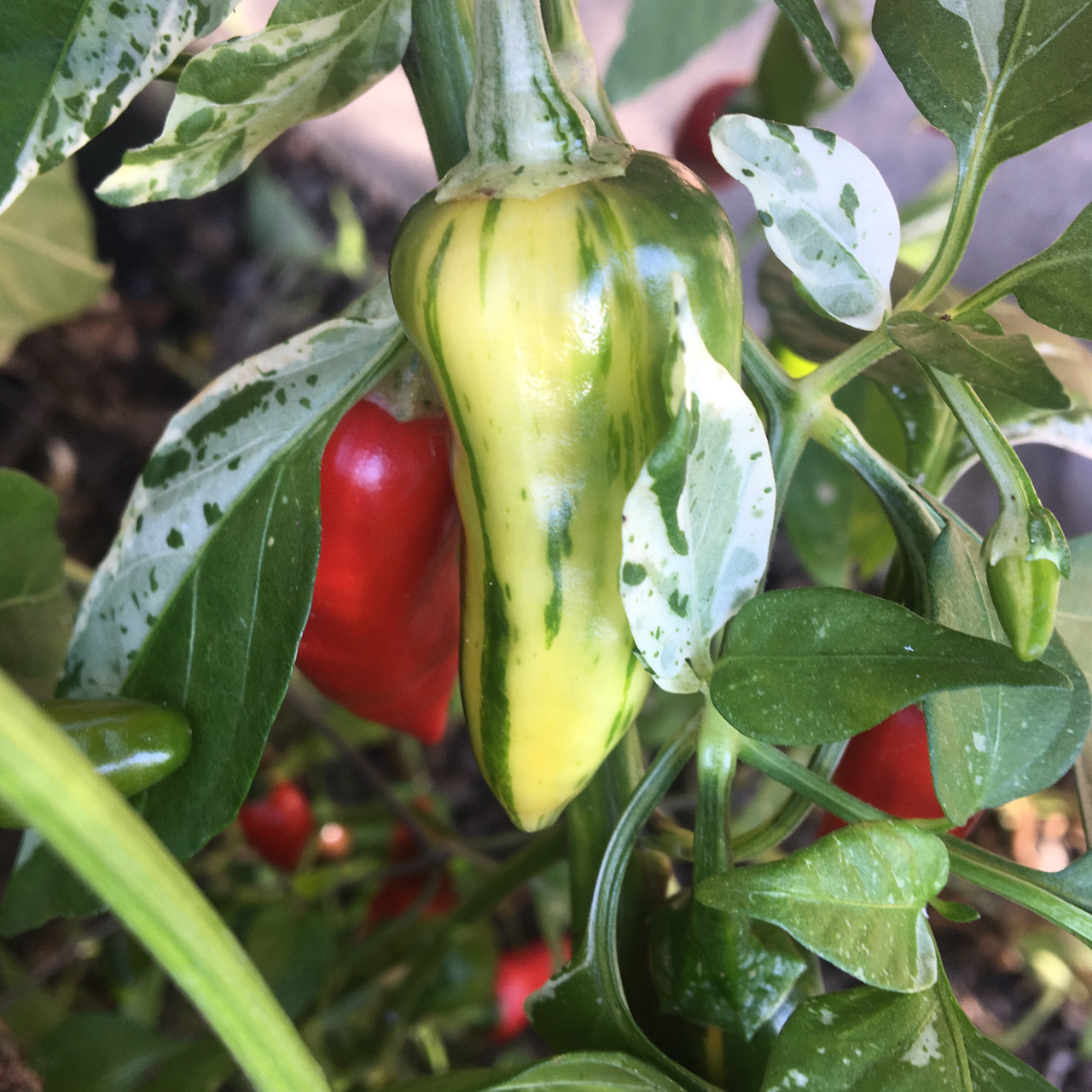 Fish Pepper Seeds | Tyler Farms