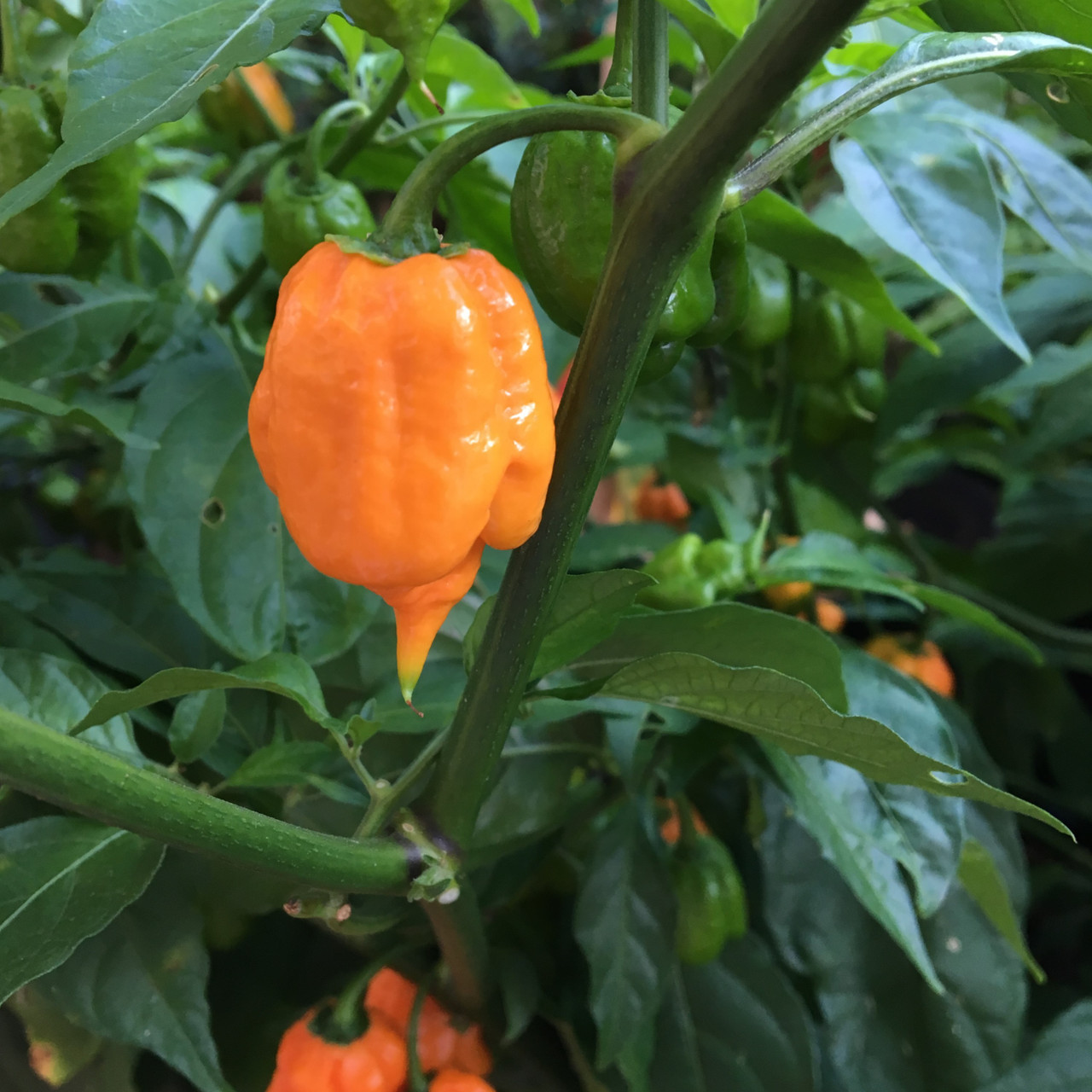 Orange Carolina Reaper Pepper Seeds | Tyler Farms