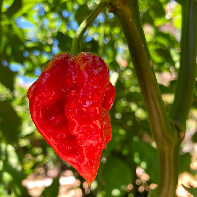 Dragon's Breath Pepper Seeds Tyler Farms