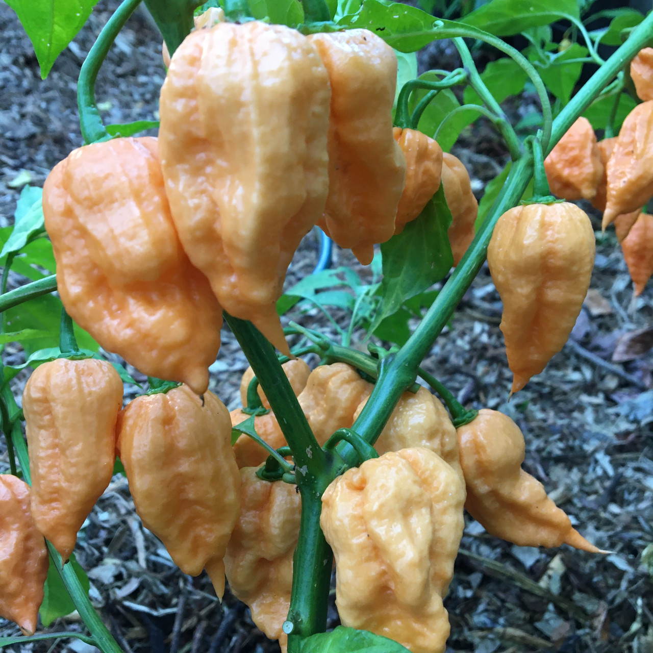 Peach 7 Pot Scorpion Pepper Seeds | Tyler Farms
