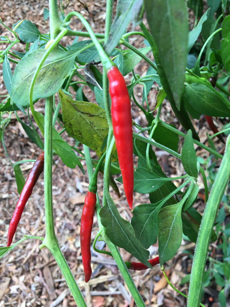 Chile de Arbol Pepper Seeds Tyler Farms