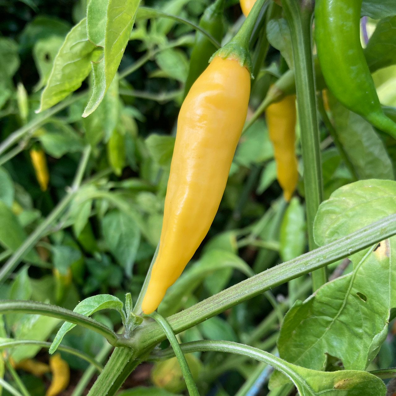 Aji Pineapple Pepper Seeds Tyler Farms