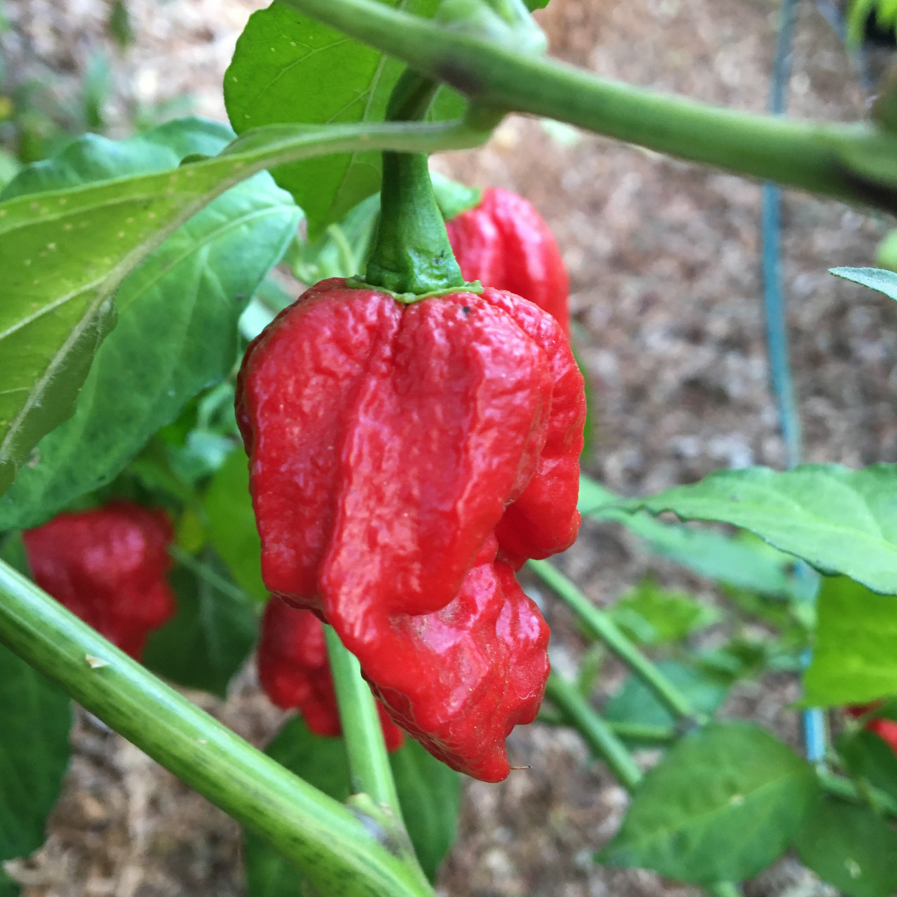 Komodo Dragon Pepper Seeds Tyler Farms