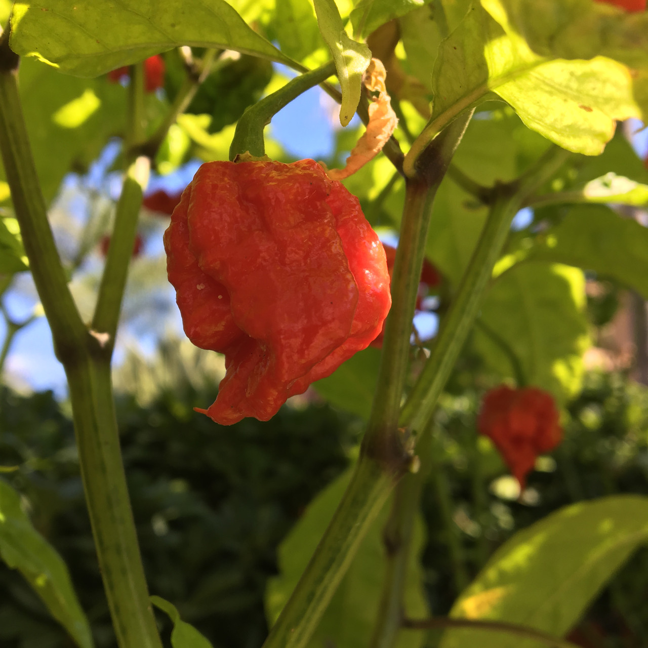 Komodo Dragon Pepper Seeds | Tyler Farms