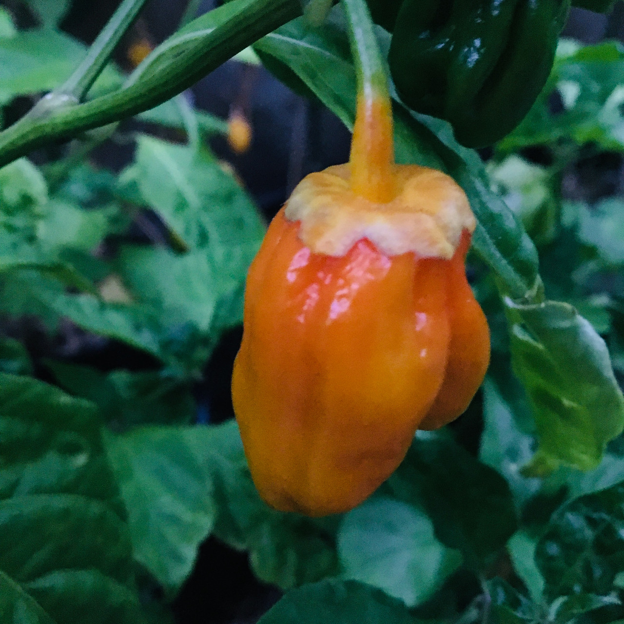 Orange 7 Pot Bubblegum Pepper Seeds | Tyler Farms