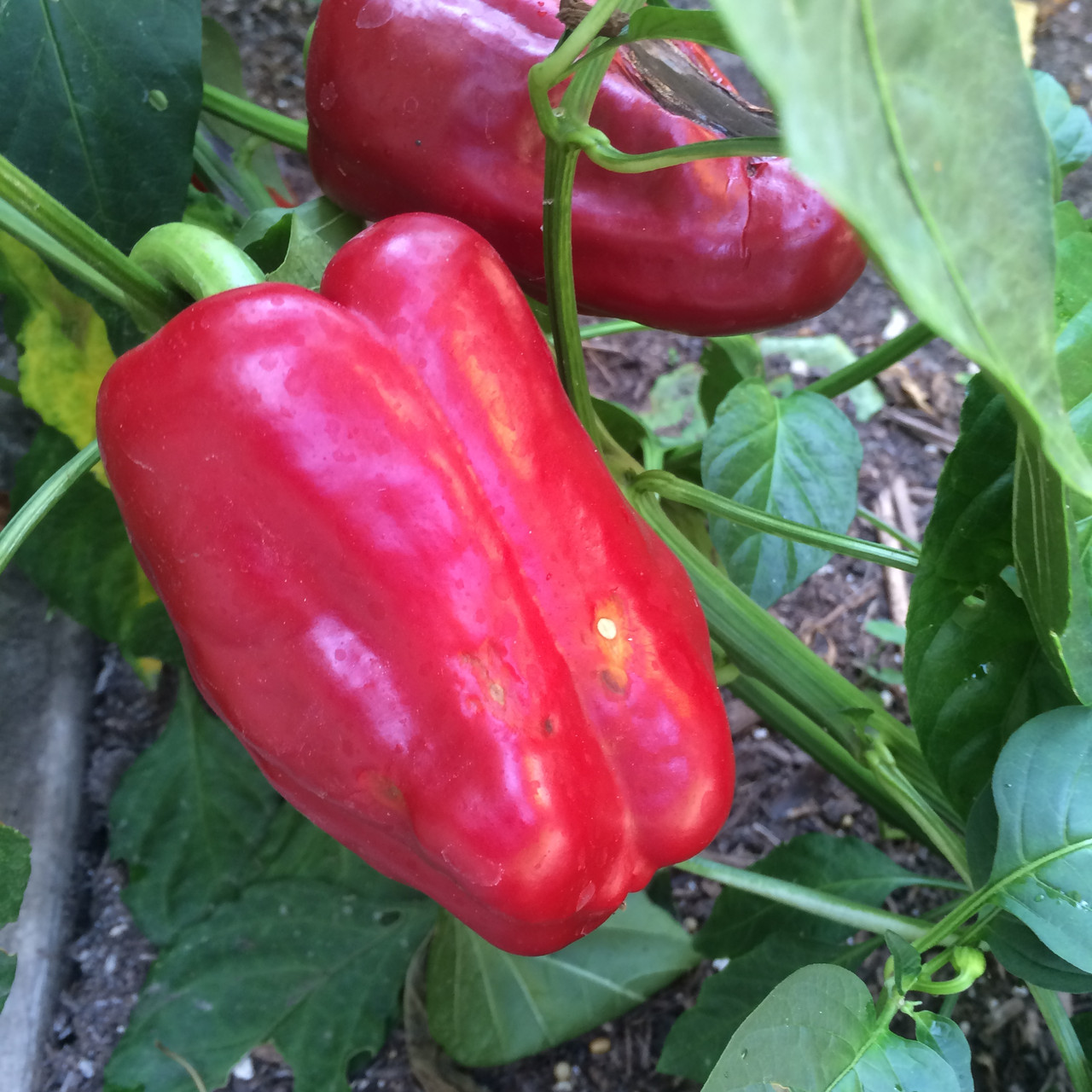 California Wonder Red Bell Pepper Seeds