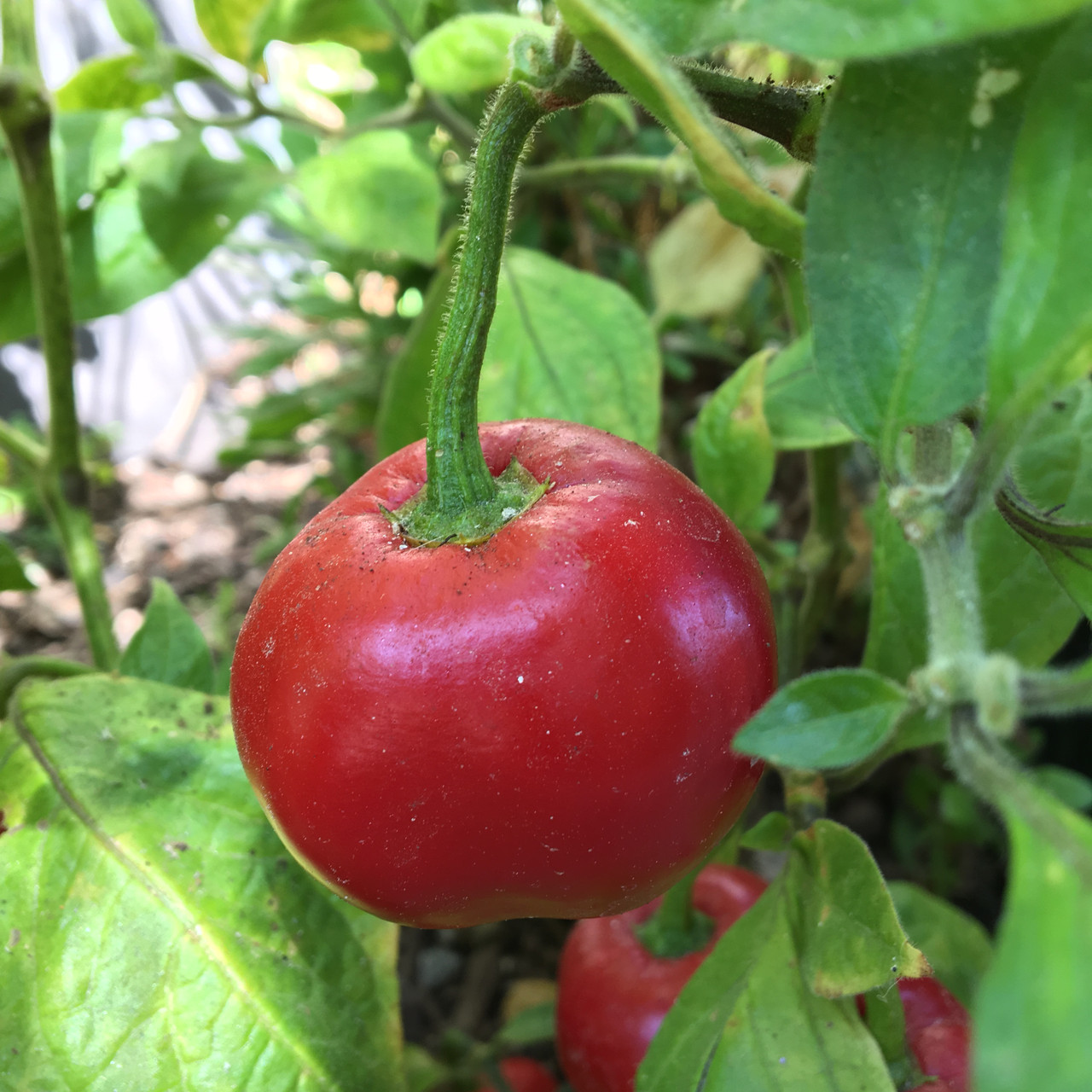 Red Manzano Rocoto Pepper Live Plant