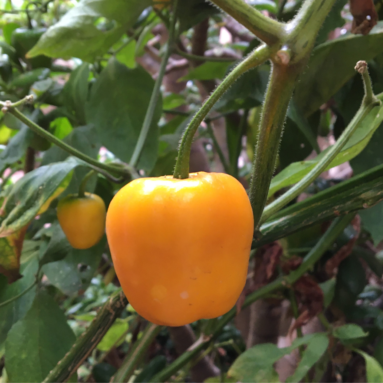 Yellow Manzano Pepper Live Plants Tyler Farms