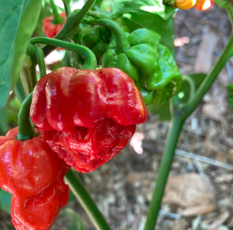 Red 7 Pot Pepper Live Plant Tyler Farms