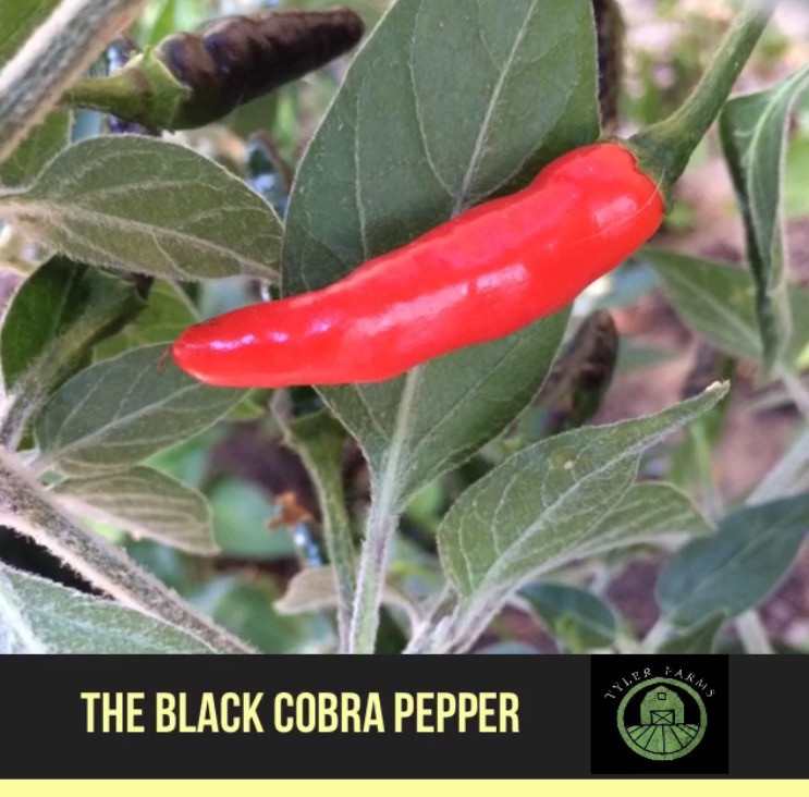 Black Cobra Pepper Live Plant Tyler Farms