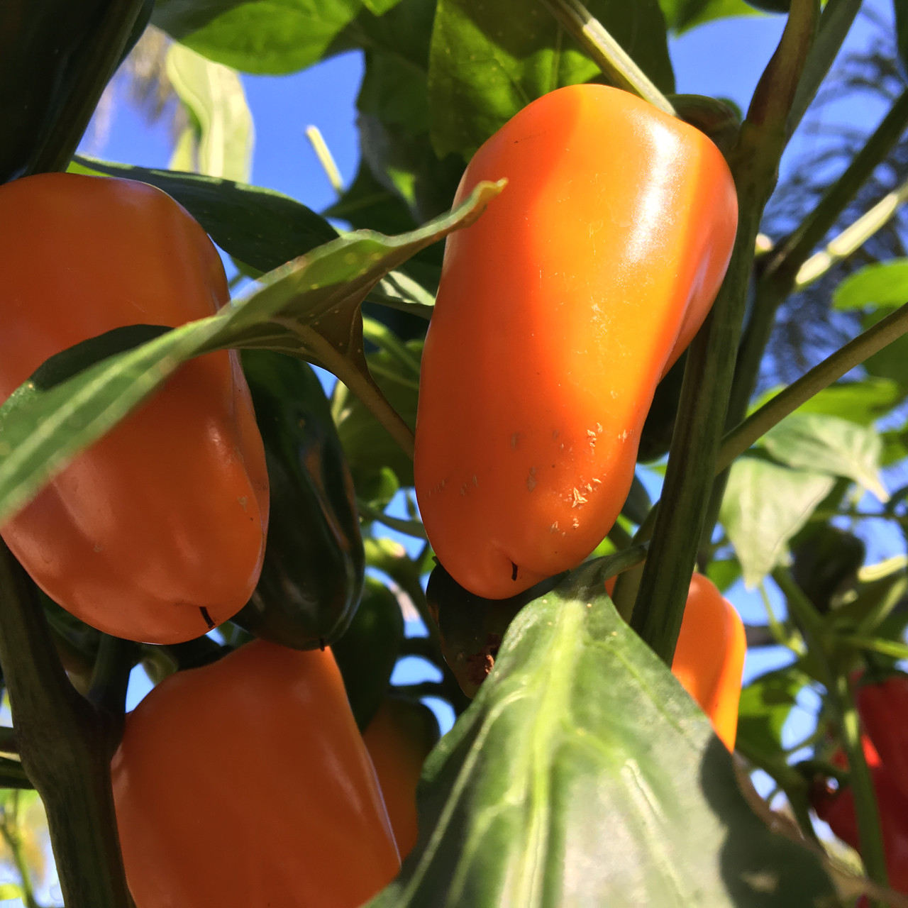 Mini Sweet Pepper Seeds Tyler Farms