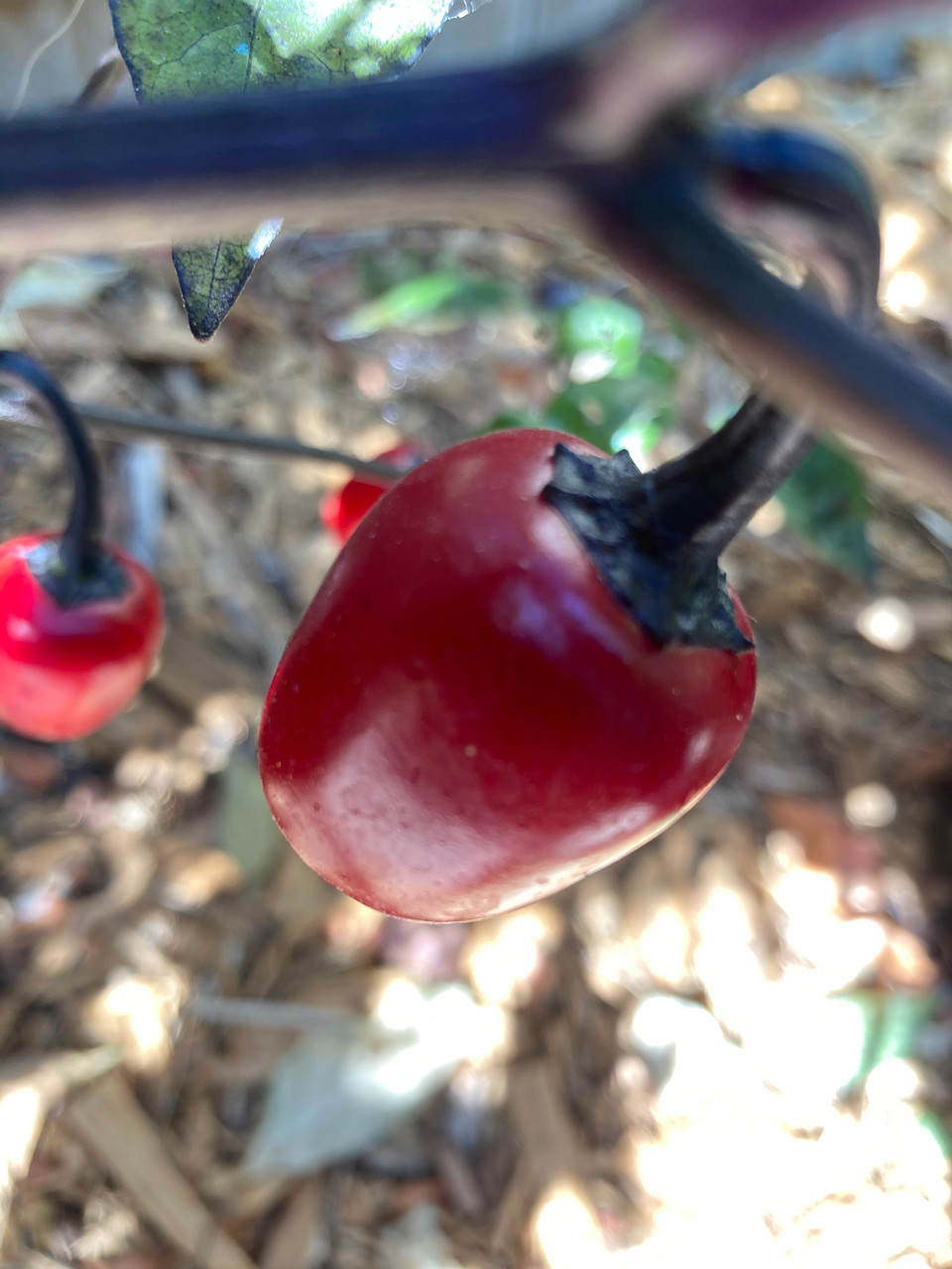Black Cherry Bomb Pepper Seeds Tyler Farms
