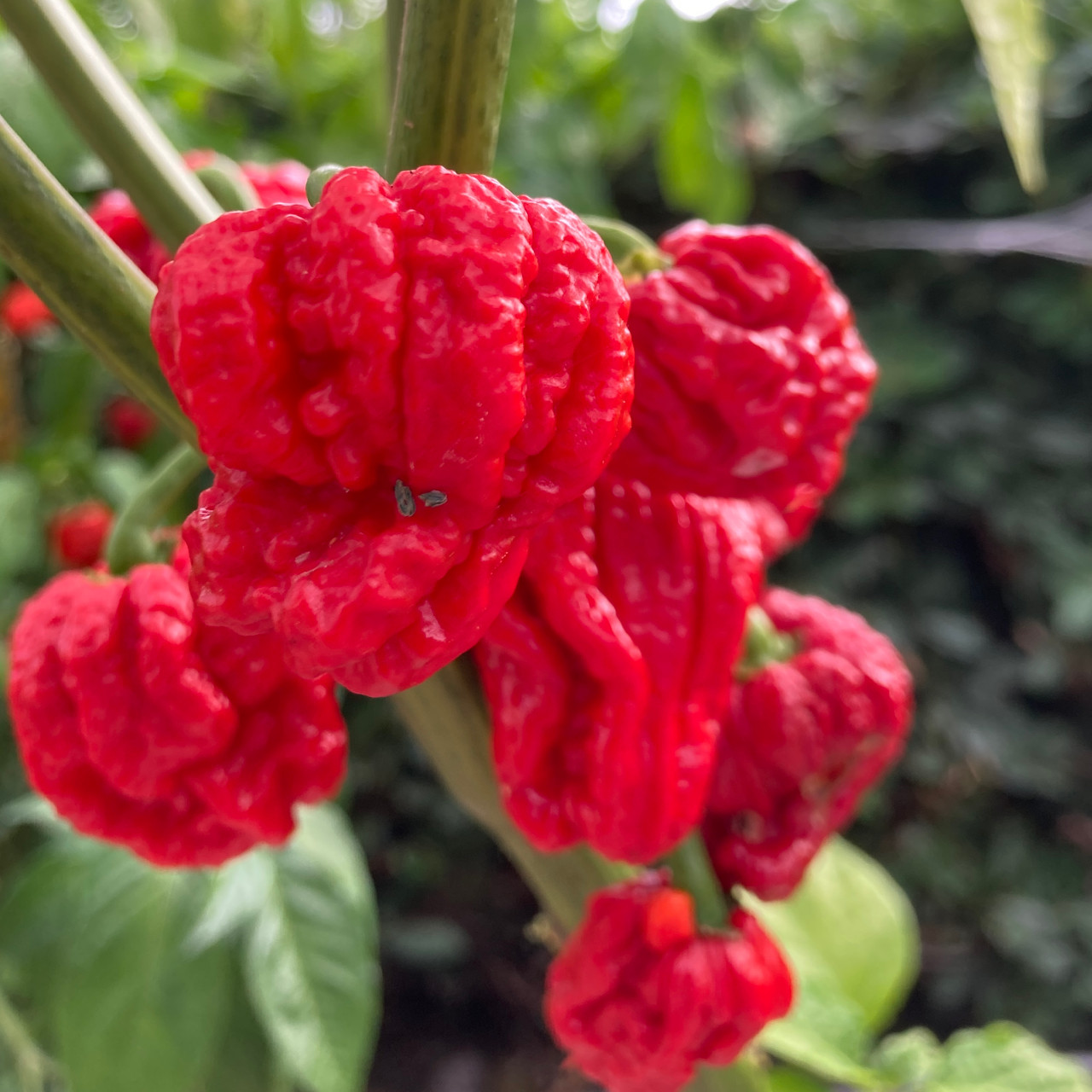 Genghis Khan Brain Pepper Seeds Tyler Farms
