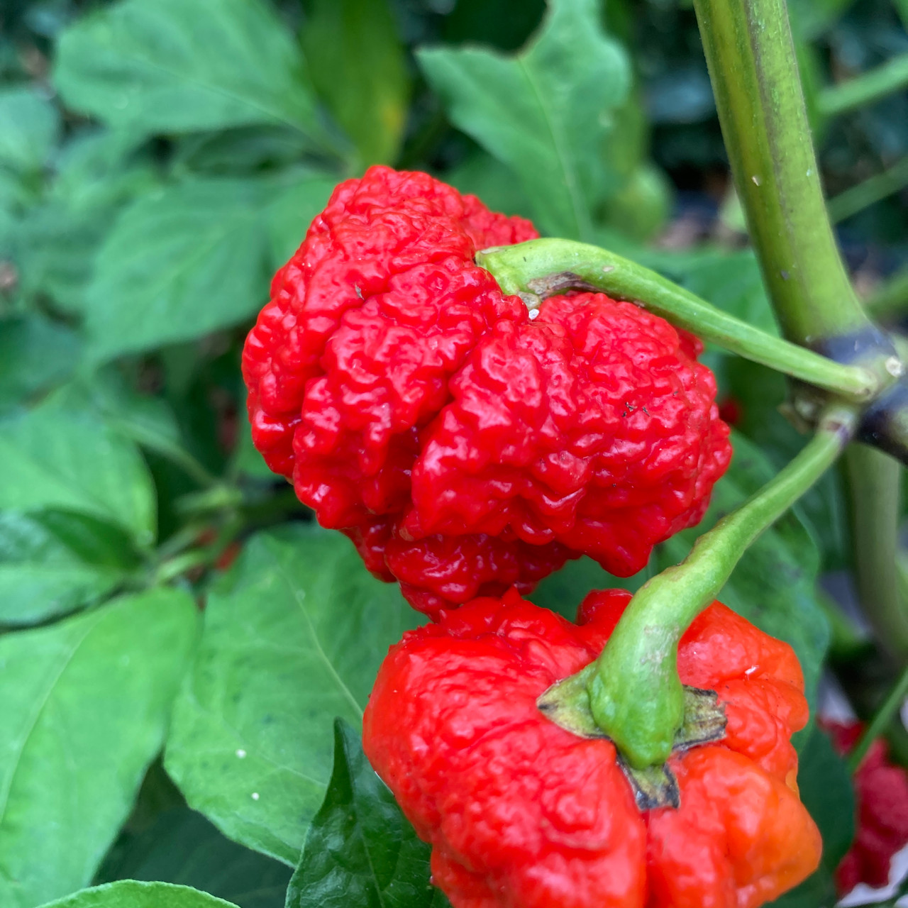 Genghis Khan Brain Pepper Seeds Tyler Farms