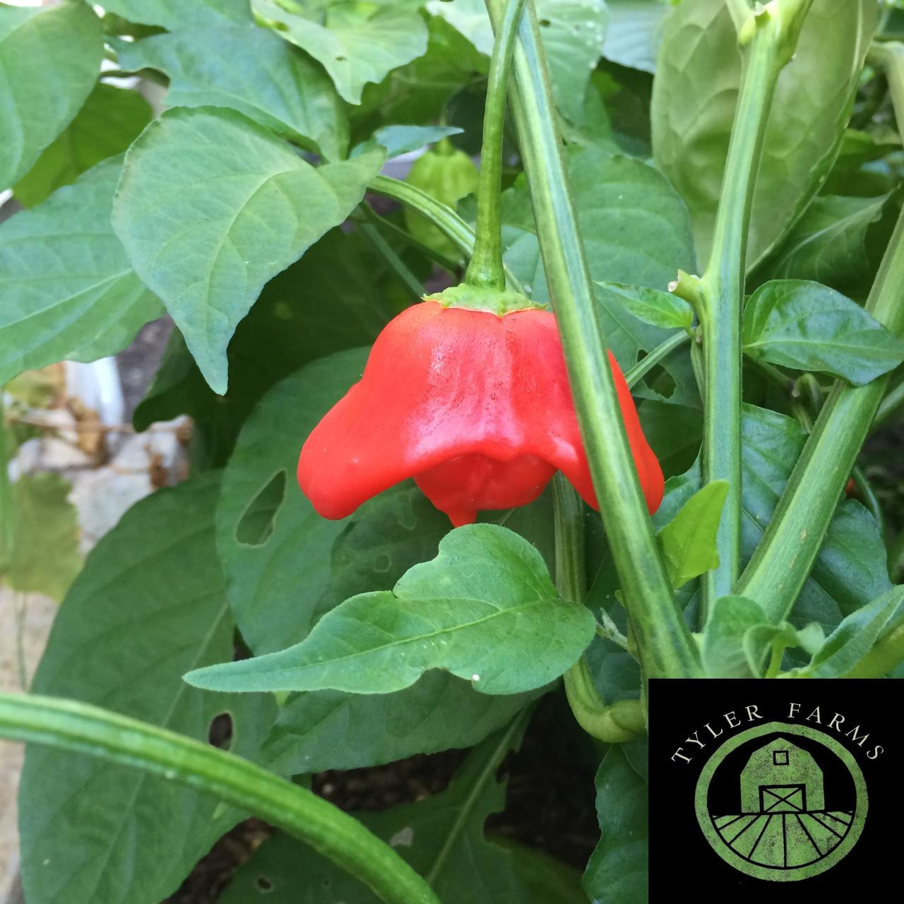 Mad Hatter Pepper Seeds Tyler Farms