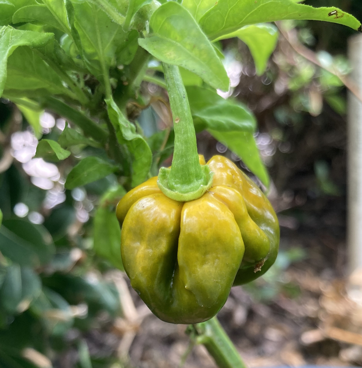pepper Mustard 7 Pot Pepper Seeds | Tyler Farms