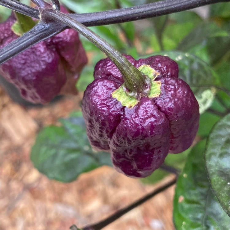 Purple 7 Pot Pepper Seeds | Tyler Farms
