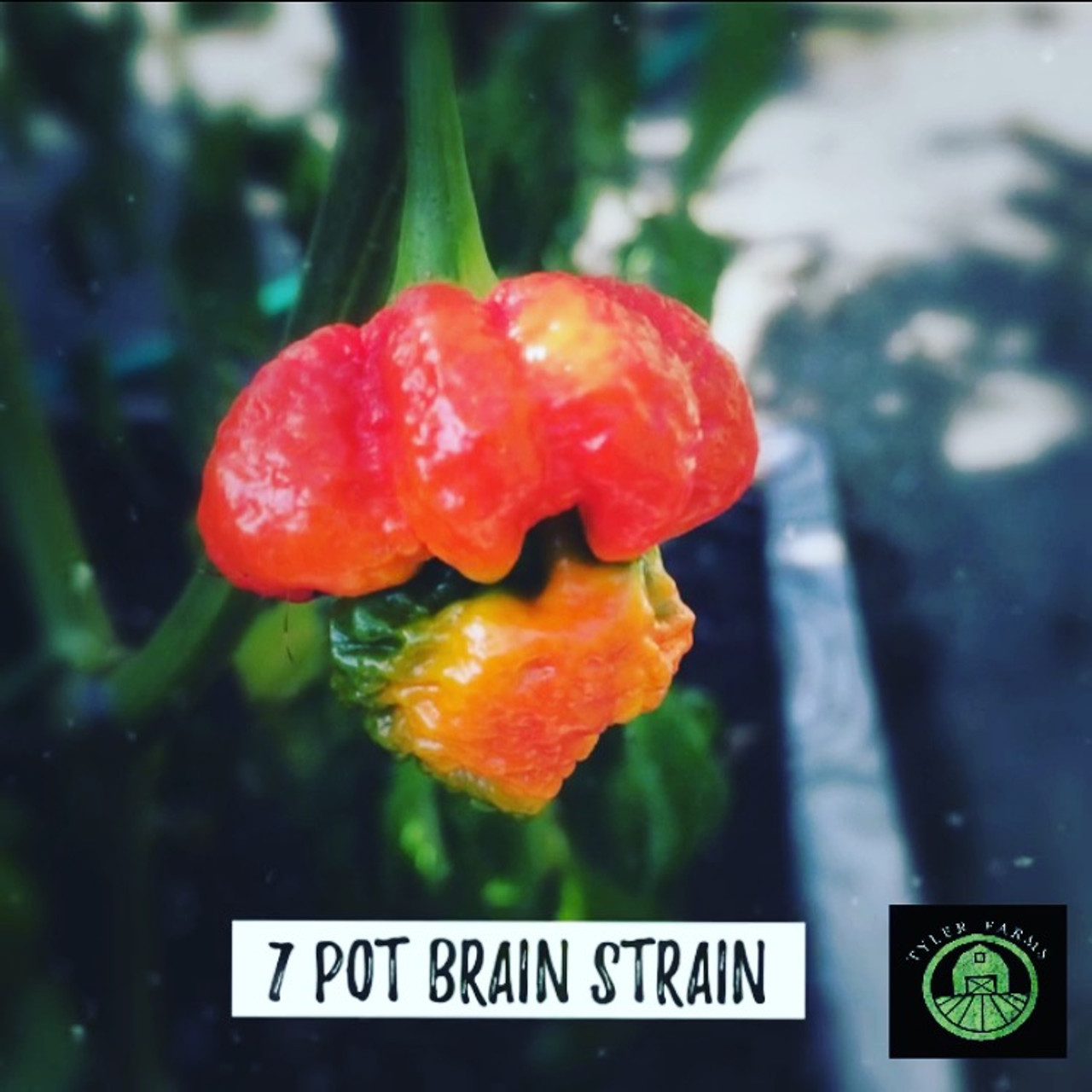 Red 7 Pot Brain Strain Pepper Live Plant Tyler Farms