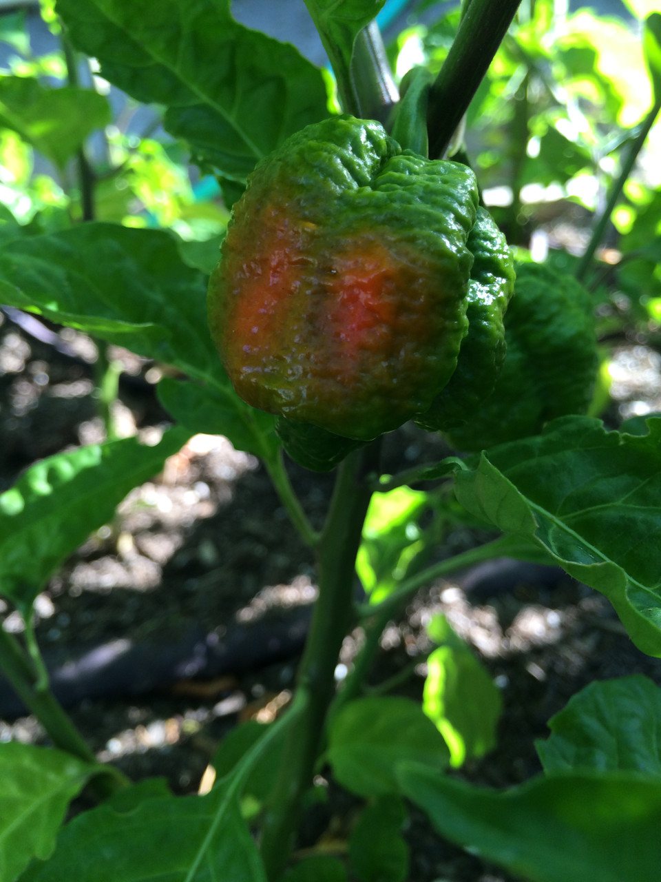 Red 7 Pot Brain Strain Pepper Live Plant | Tyler Farms