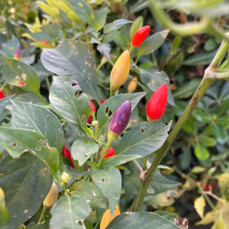 Bolivian Rainbow Pepper Live Plant Tyler Farms