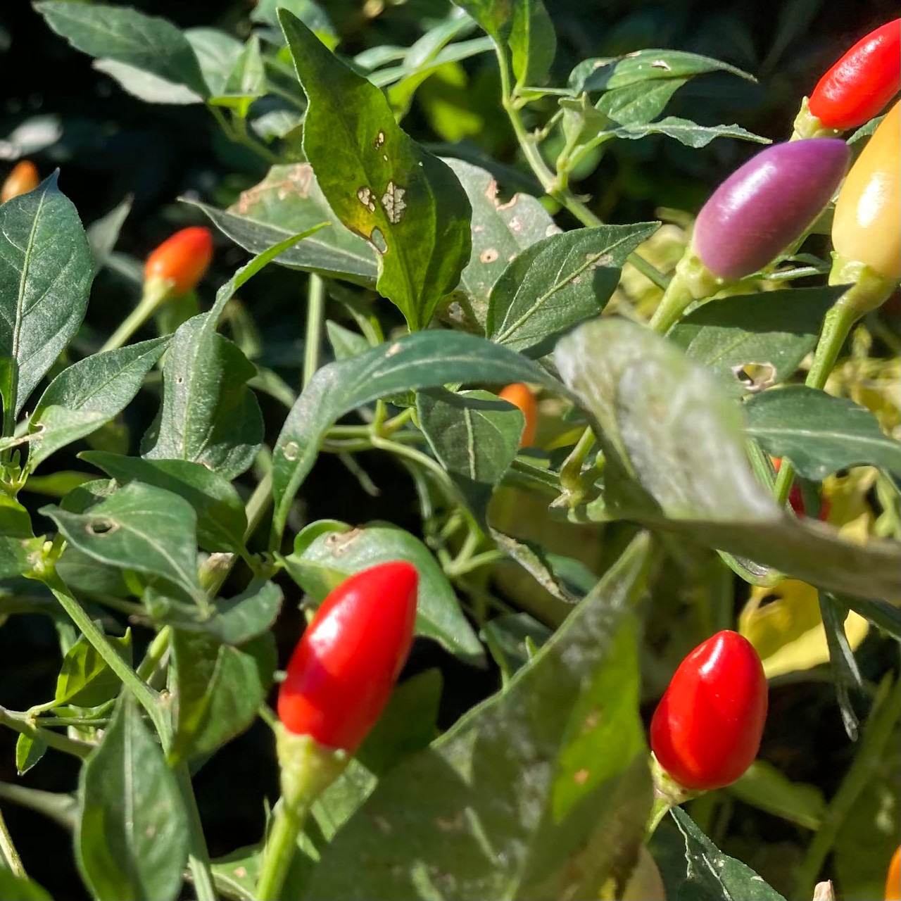 Bolivian Rainbow Pepper Live Plant Tyler Farms