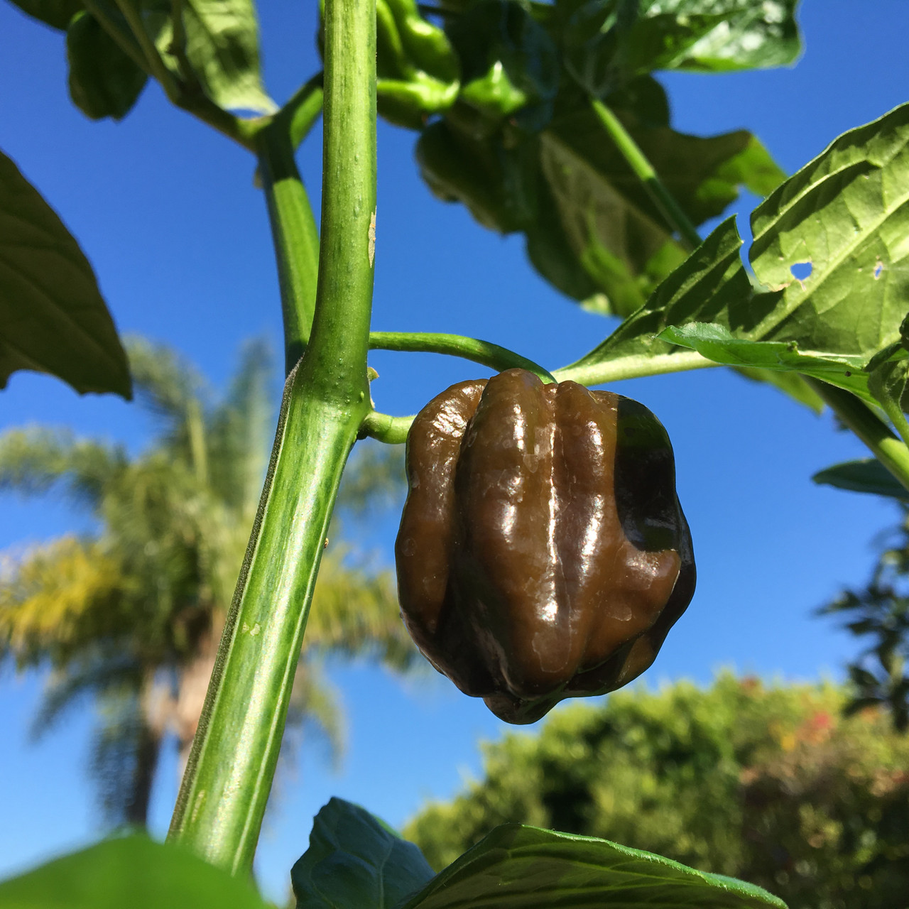 Chocolate Habanero Pepper Live Plant Tyler Farms Chocolate Habanero Pepper Live Plant Tyler Farms