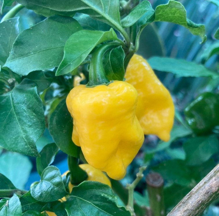 Yellow Trinidad Scorpion Pepper Live Plant Tyler Farms