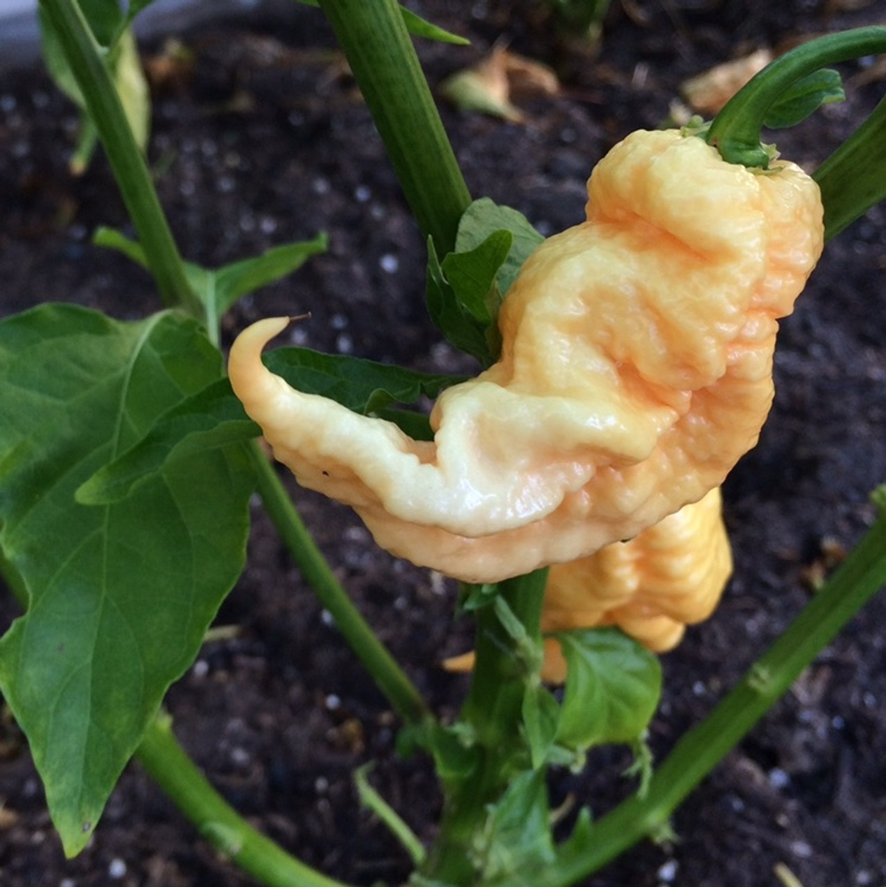 2 Pack Ghost Scorpion Peach Hot Pepper Organic Non-GMO Live Plants 